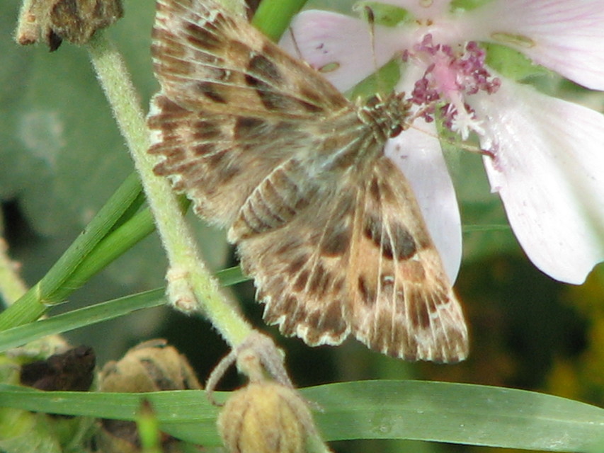 Carcharodus alceae - mályva-busalepke