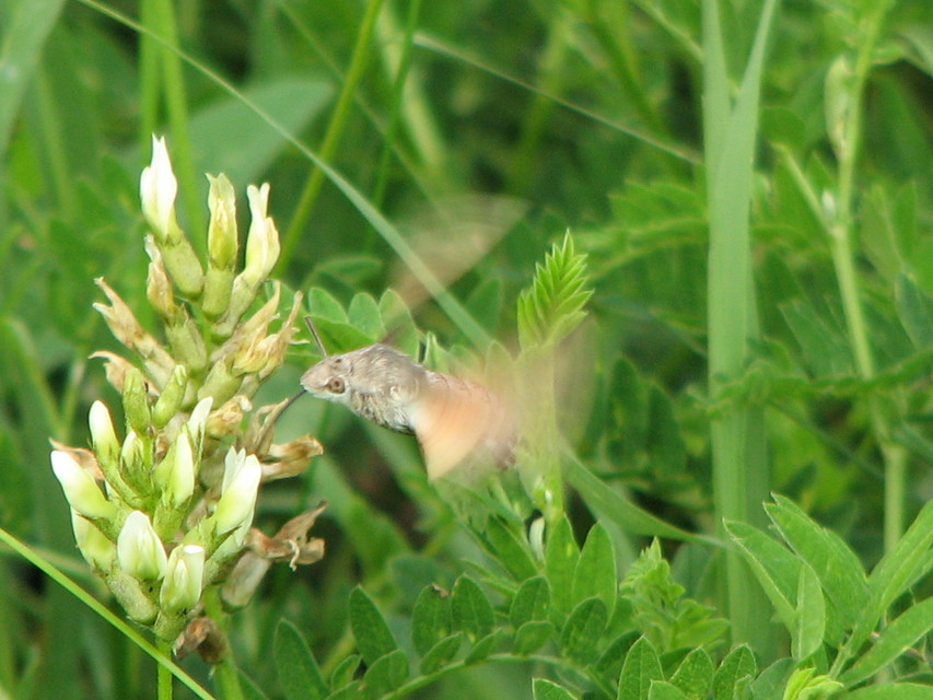 Macroglossum stellatarum - kacsafarkú szender