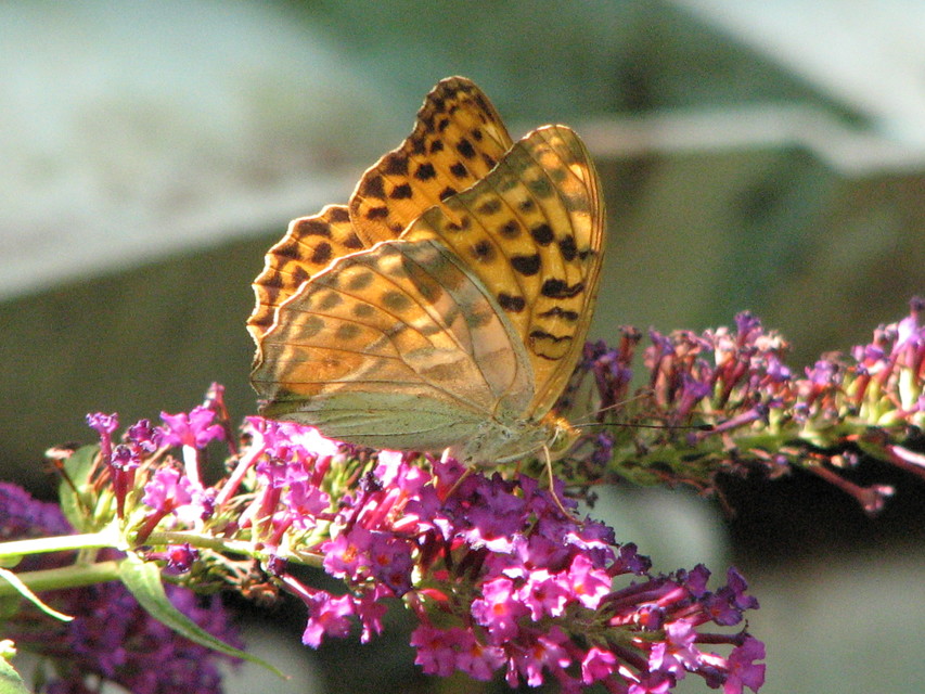 Argynnis paphia - nagy gyöngyházlepke