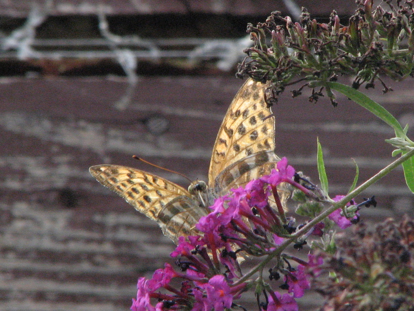 Argynnis paphia - nagy gyöngyházlepke