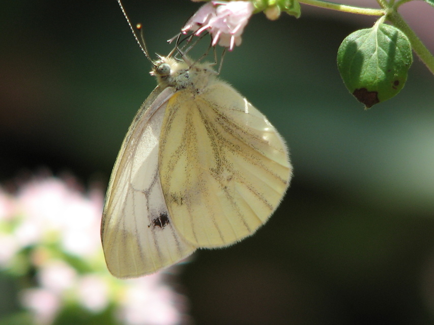 Pieris napi - repcelepke