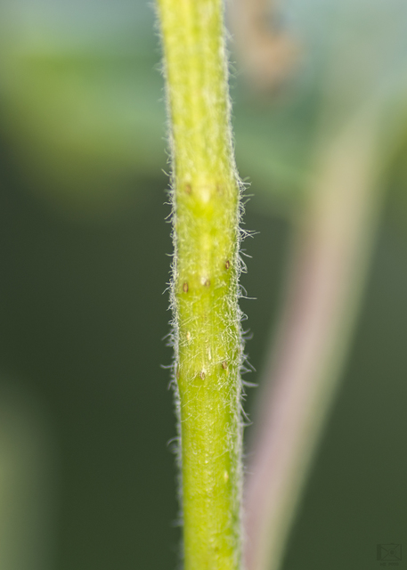 Janus compressus