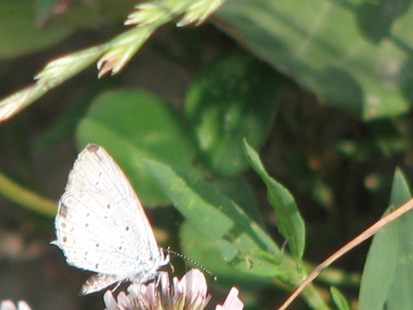 Cupido argiades - ékes boglárka