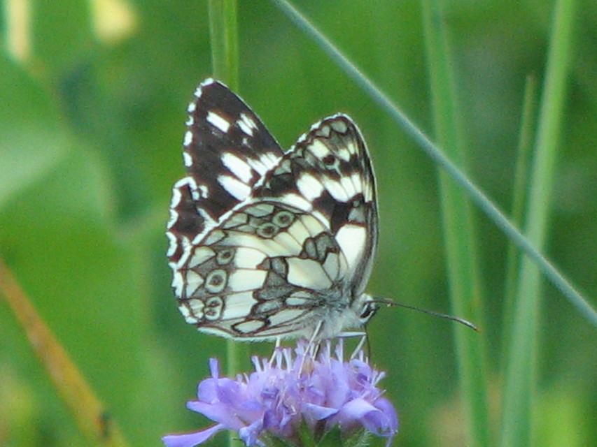 Melanargia galathea - sakktáblalepke
