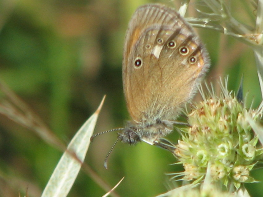 Coenonympha glycerion - közönséges szénalepke