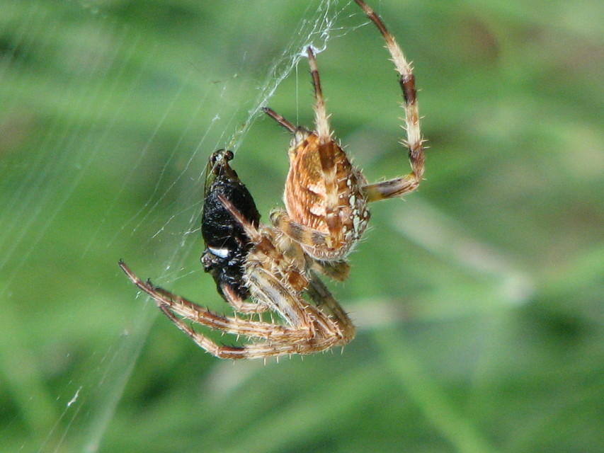 Araneus diadematus - koronás keresztespók Araneus diadematus - koronás keresztespók