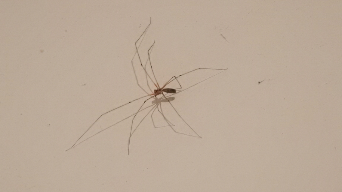 Pholcus phalangioides - nagy álkaszáspók