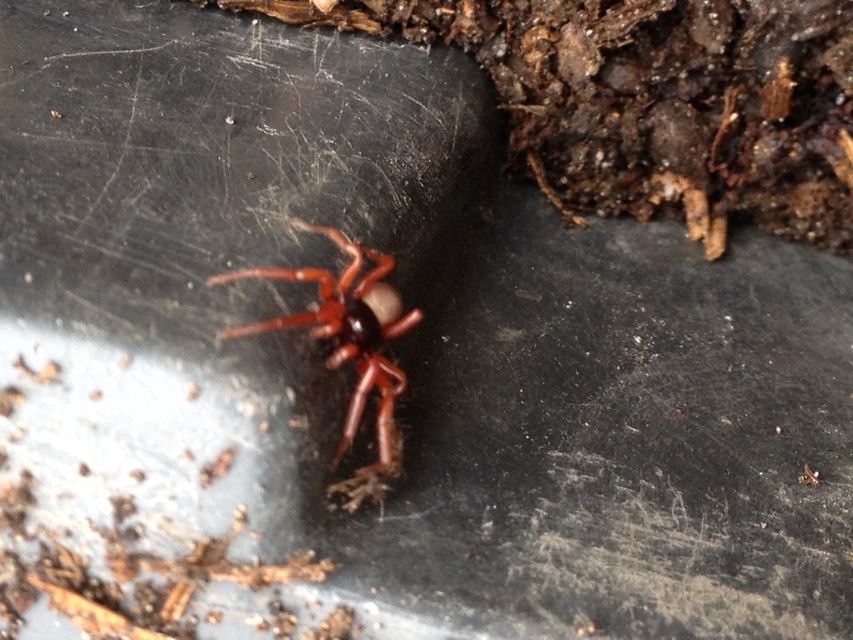 Dysderidae - fojtópókok