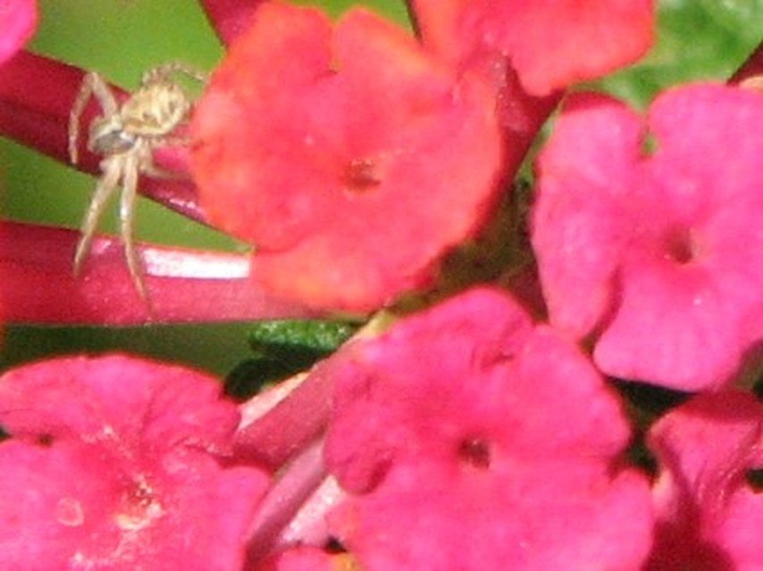 Xysticus kochi/cristatus