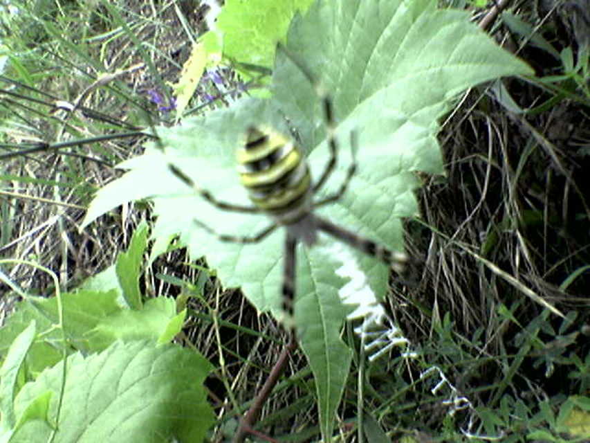 Argiope bruennichi - darázspók