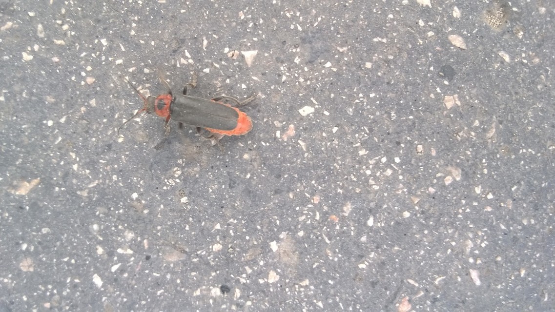 Cantharis rustica - suszterbogár