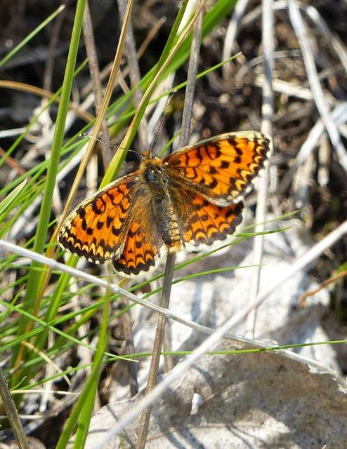 Melitaea trivia - kis tarkalepke