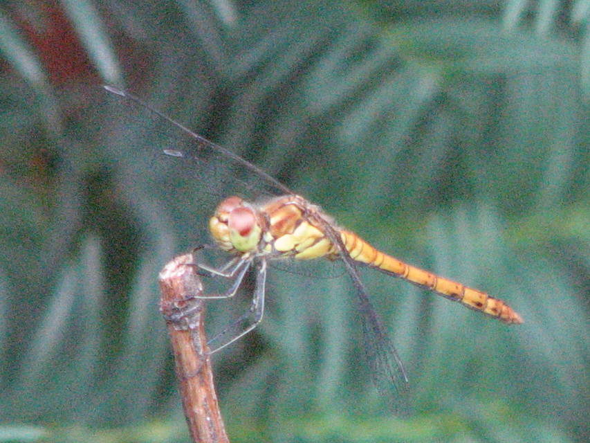 Sympetrum striolatum - harántsávos katona-szitakötő