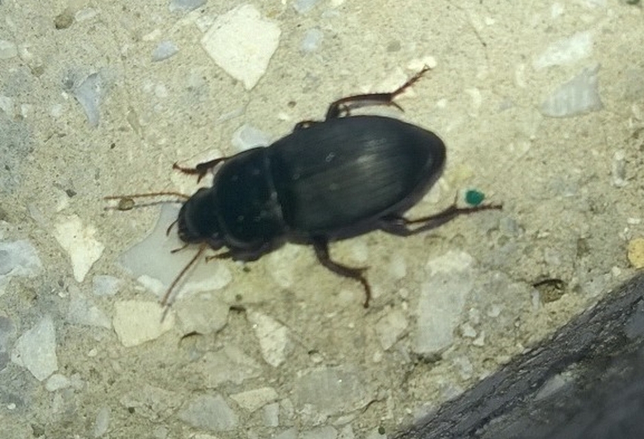 Harpalus tardus - ligeti lomhafutó