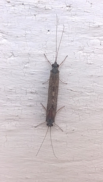 Trichoptera - Tegzesek