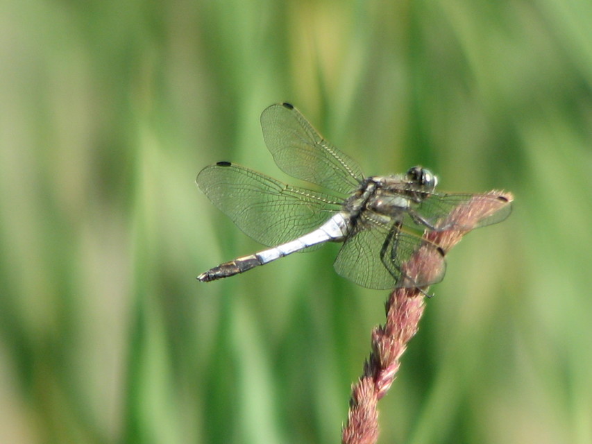 Orthetrum albistylum - fehérfarkú pásztorszitakötő