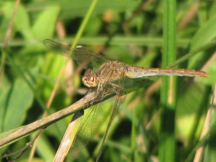 Sympetrum meridionale - fakó katona-szitakötő