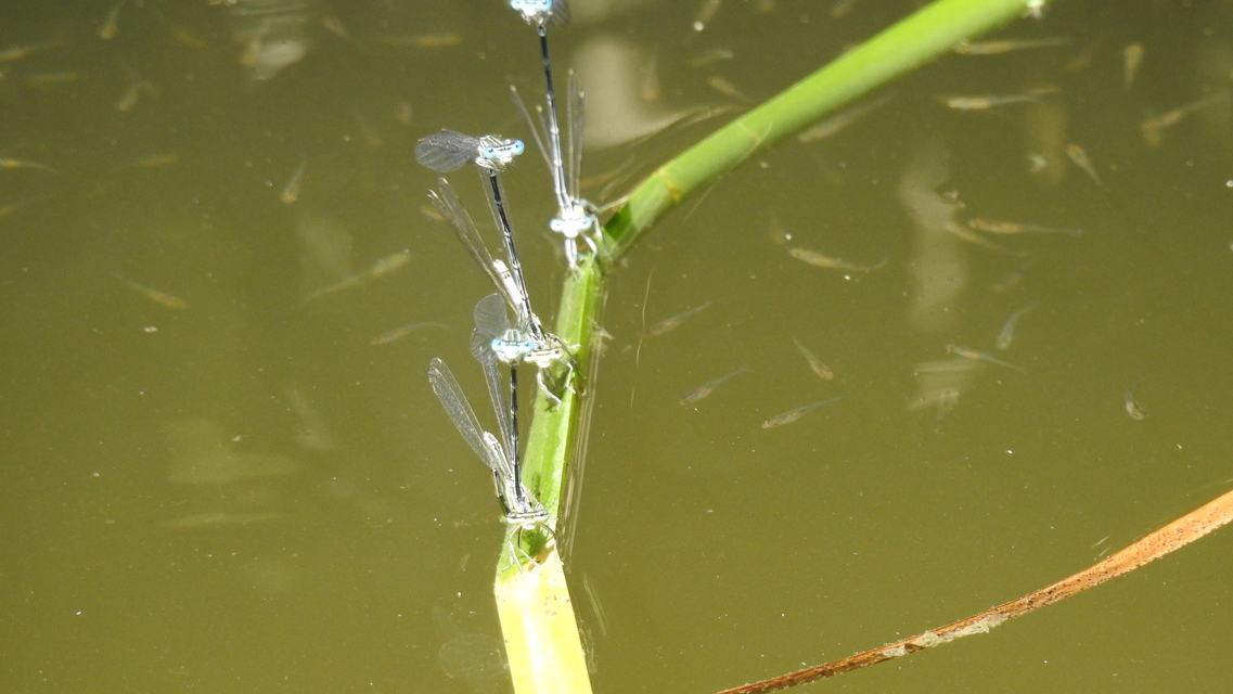 Platycnemis pennipes - széleslábú szitakötő