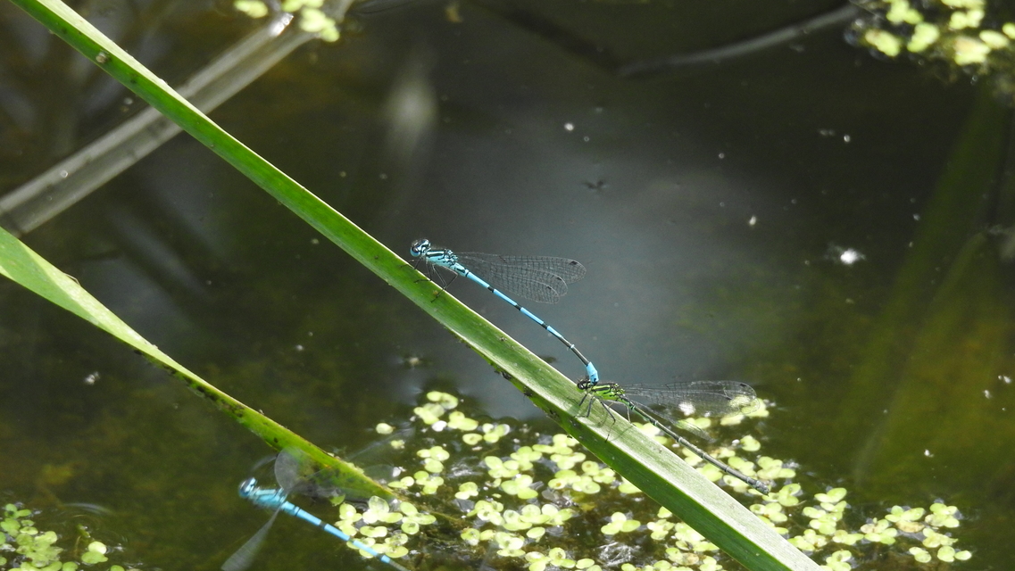 Coenagrion puella - azúrkék légivadász