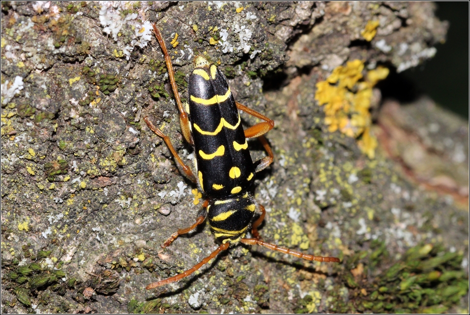 Plagionotus arcuatus - bársonyos darázscincér