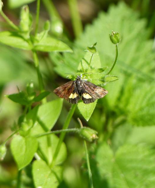 Panemeria tenebrata - apró sárgabagoly