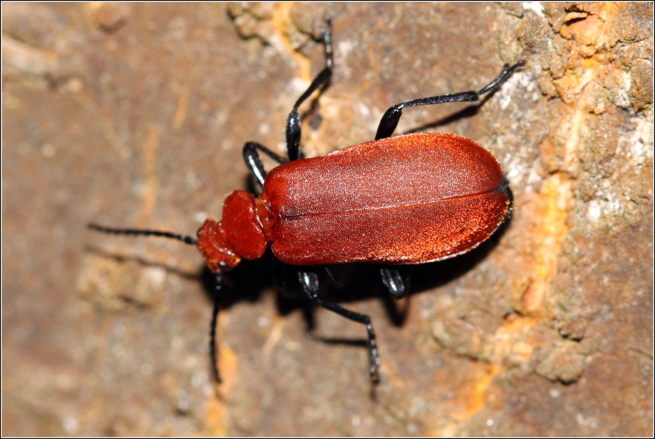 Pyrochroa serraticornis - közép-bíborbogár