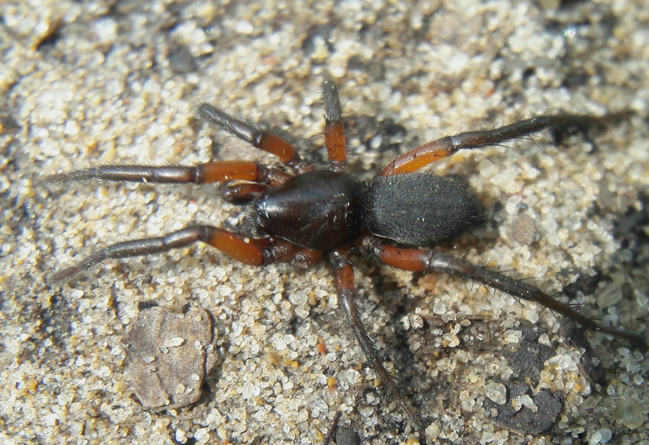 Gnaphosa bicolor