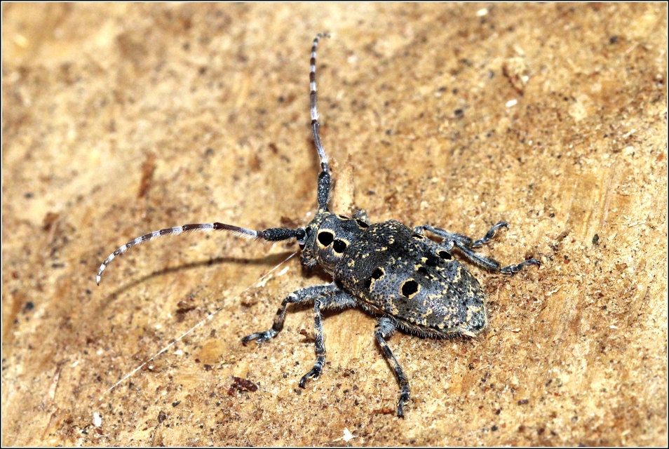 Mesosa curculionoides - szemfoltos cincér