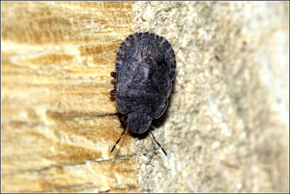 Sciocoris Sciocoris