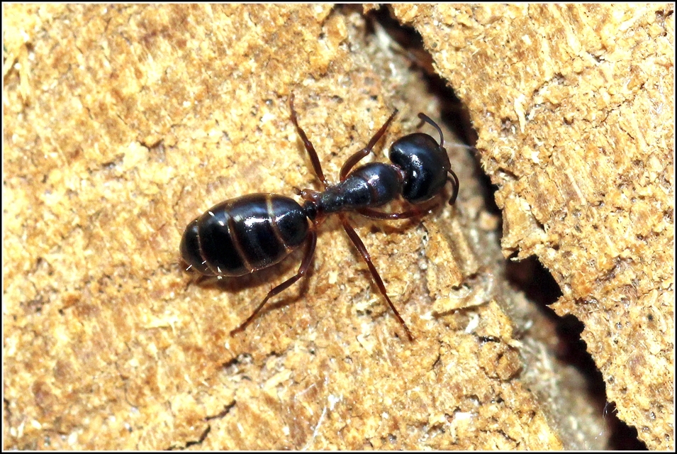 Camponotus fallax - ligeti lóhangya