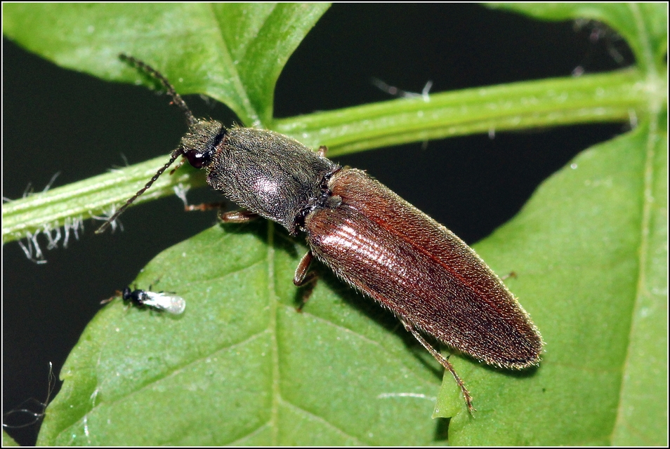 Athous haemorrhoidalis - szurkos pattanó