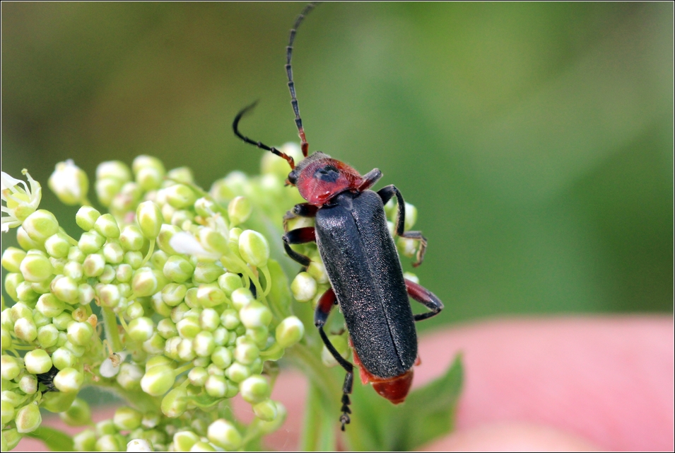 Cantharis rustica - suszterbogár