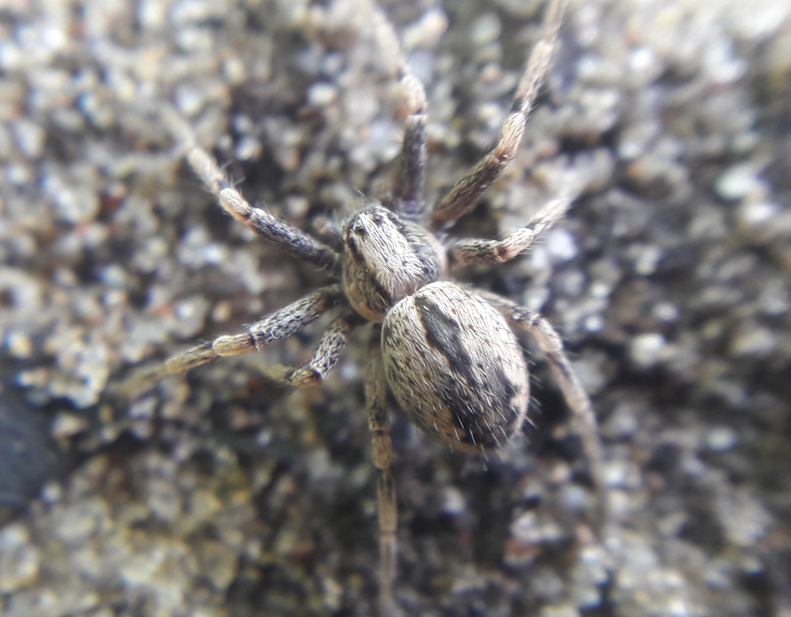 Thanatus atratus
