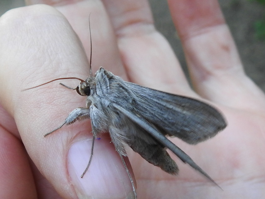 Cucullia umbratica - közönséges csuklyásbagoly