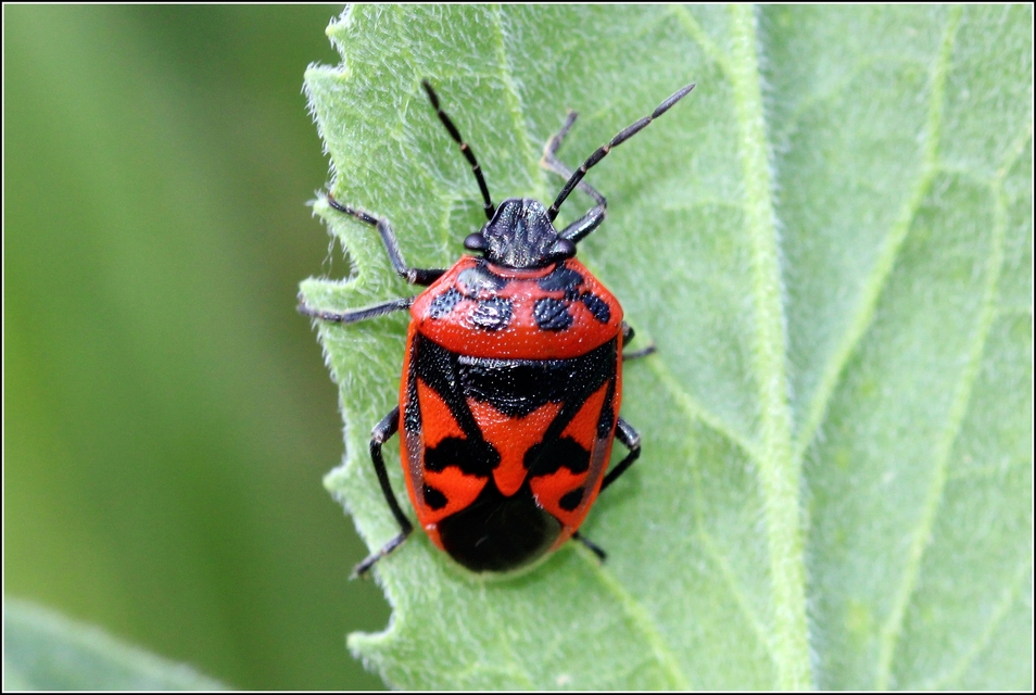 Eurydema ornata - díszespoloska Eurydema ornata - díszespoloska