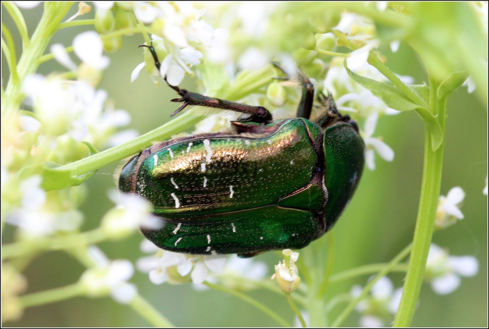 Cetonia aurata - aranyos virágbogár