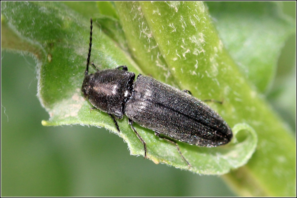 Cidnopus pilosus - szőrös pattanó