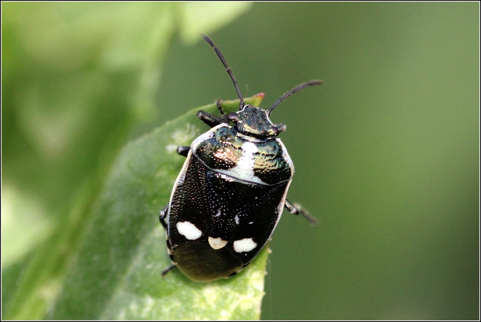 Eurydema oleracea - paréjpoloska Eurydema oleracea - paréjpoloska