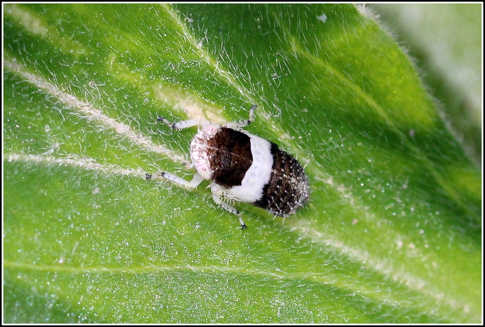 Cicadellidae - mezeikabócák