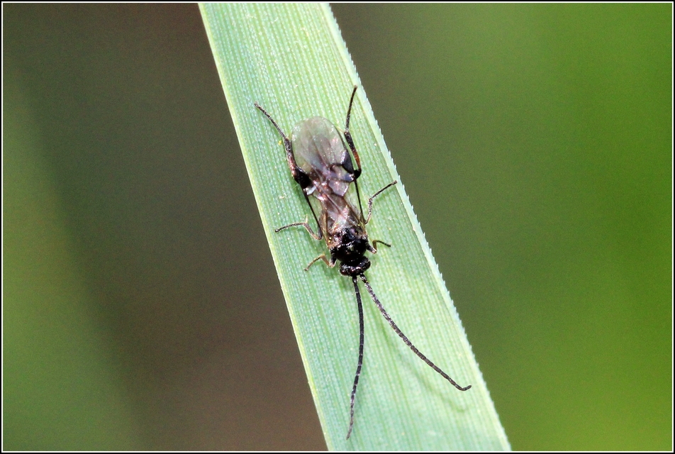 Braconidae - gyilkosfürkészek