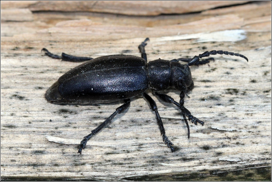 Dorcadion aethiops - fekete gyalogcincér