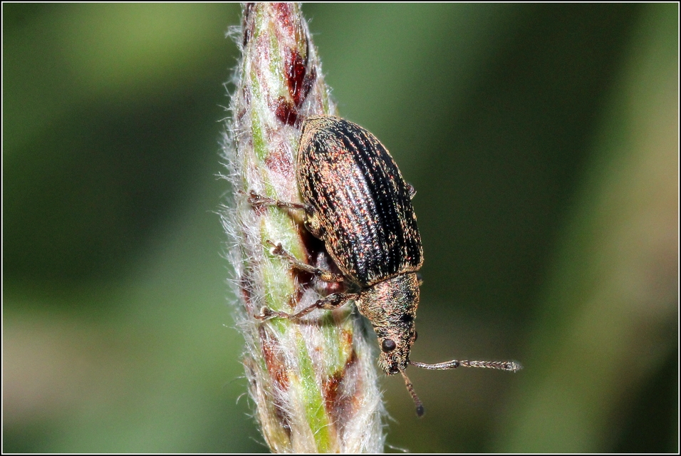 Phyllobius pyri - gyümölcsfa-levélormányos