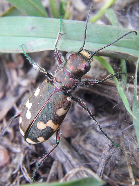 Cicindela hybrida - öves homokfutrinka