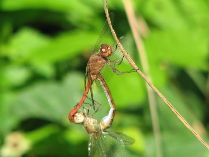 Sympetrum meridionale - fakó katona-szitakötő