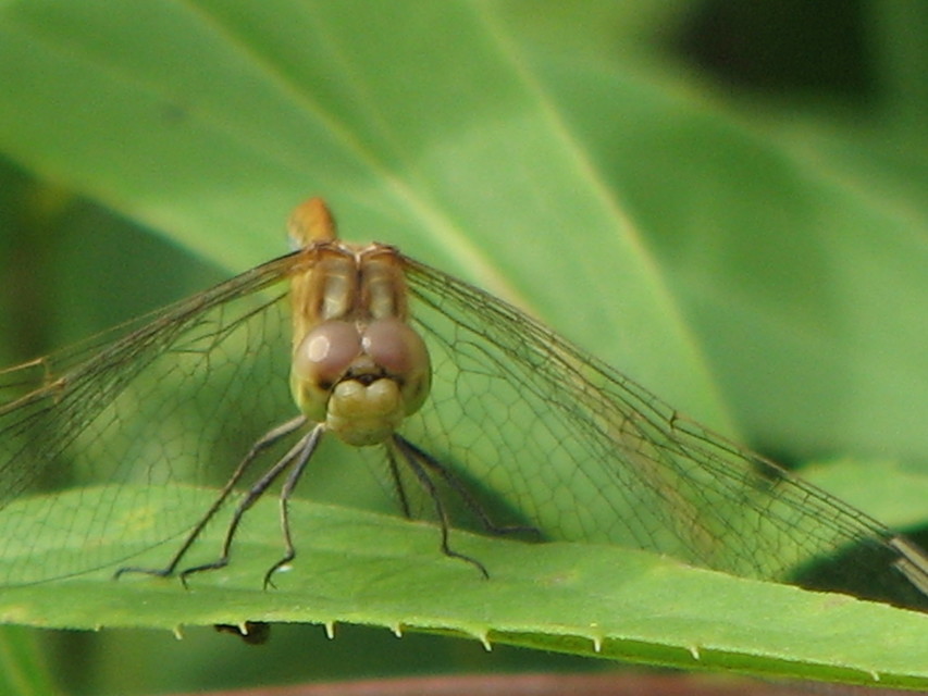 Sympetrum meridionale - fakó katona-szitakötő