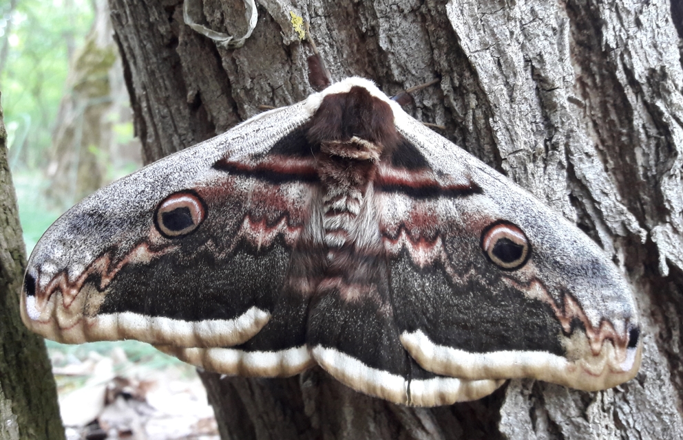 Saturnia pyri - nagy pávaszem