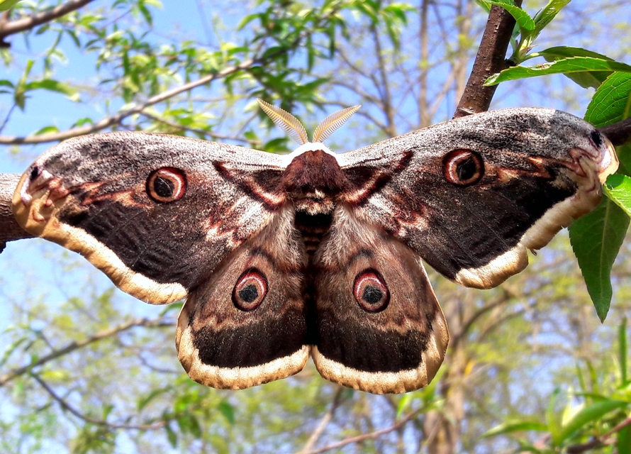 Saturnia pyri - nagy pávaszem