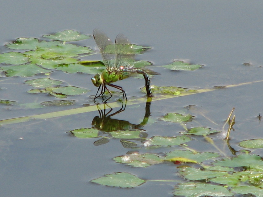 Anax imperator - zöld óriásacsa