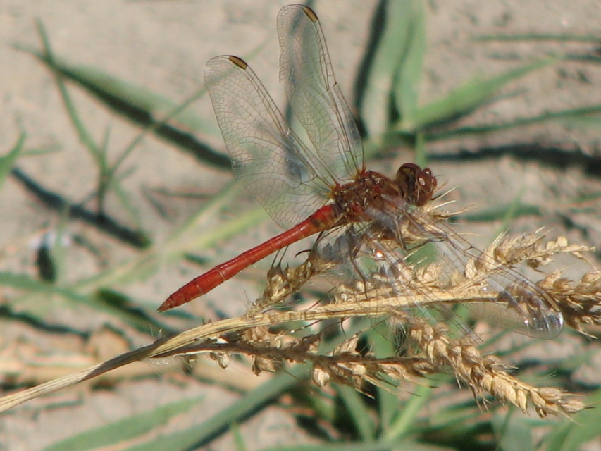 Sympetrum meridionale - fakó katona-szitakötő