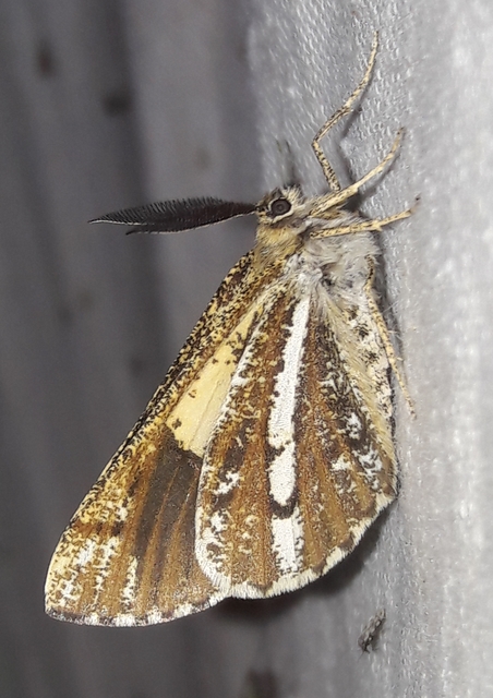 Bupalus piniaria - fenyőaraszoló
